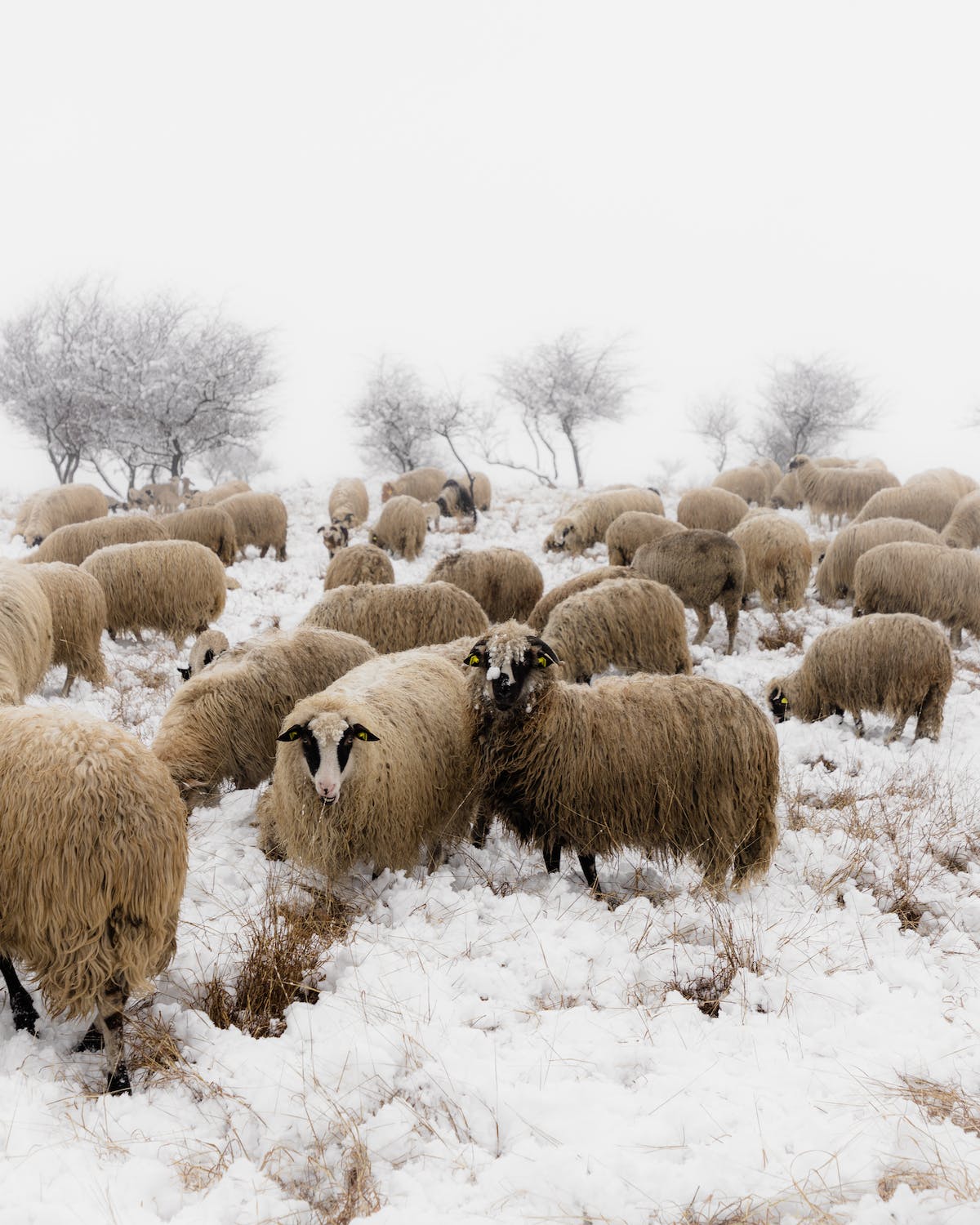 free-photo-of-rhume-neige-hiver-rural laine de mouton