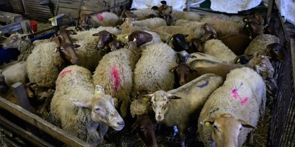 chaussons jaune avec doublure en laine