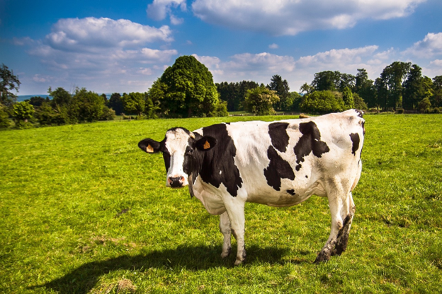 vache blanche avec tâche noires dans un champ