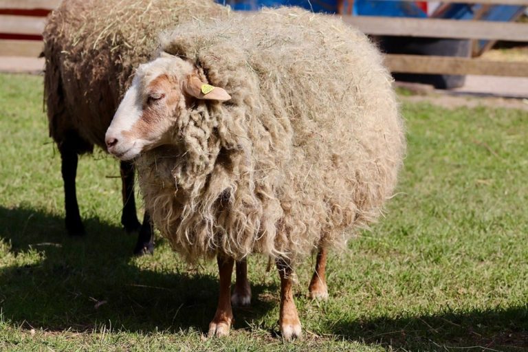 mouton avec grosse fourrure laine