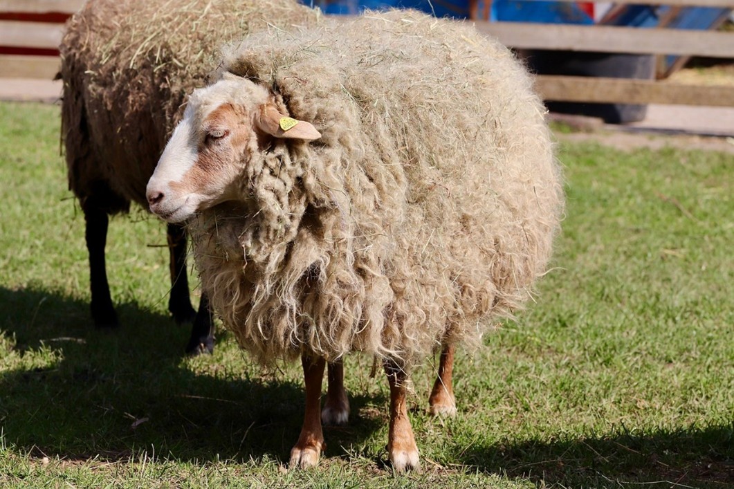 mouton avec grosse fourrure laine