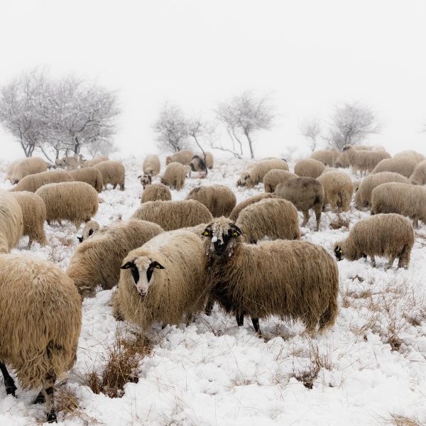 free-photo-of-rhume-neige-hiver-rural laine de mouton